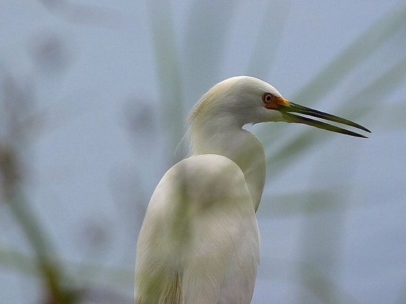 great egret, ardea alba
