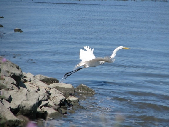 great egret, ardea alba, flight