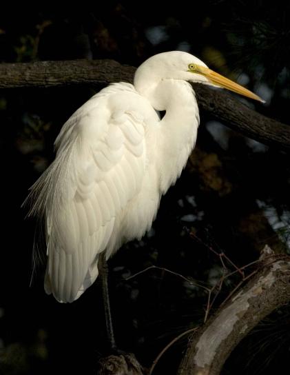 great egret, bird, ardea alba