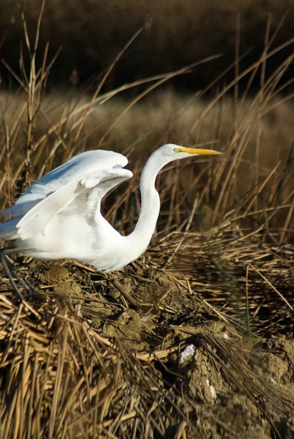 great egret, bird, dried, high, grass