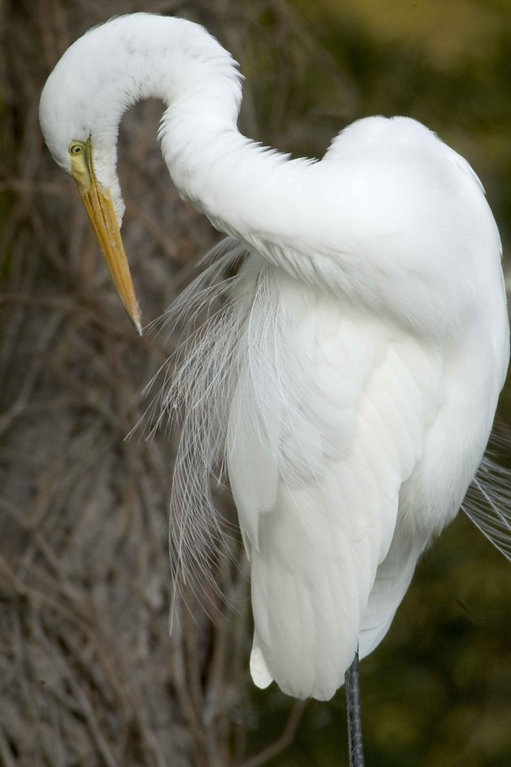 great egret, bird, preening, ardea alba