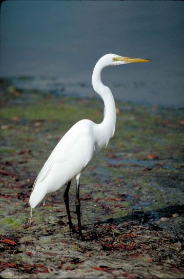 great egret, bird, standing, shallow water, ardea alba