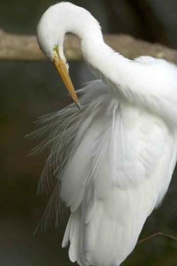 great egret, cleaning, feathers, casmerodius albus
