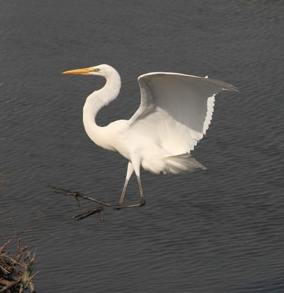 great egret, flight, landing, coast