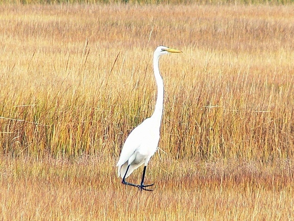 great egret, standing, marsh, casmerodius albus