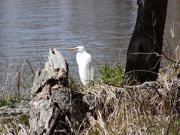 great egret, mississippi, river