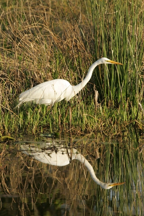 great egret, wading, shallow water, vegetation