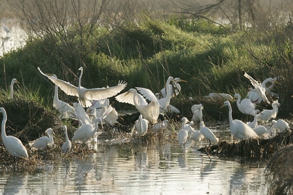 great egrets, plentiful, refuge, waters