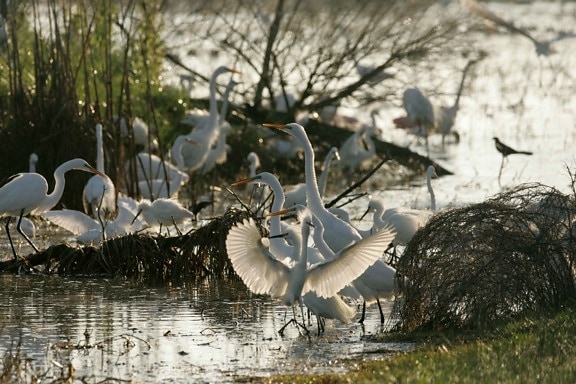 great egrets, birds, flourish, refuge, waters