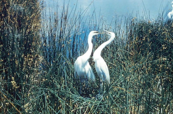great egrets, birds, swamp, area