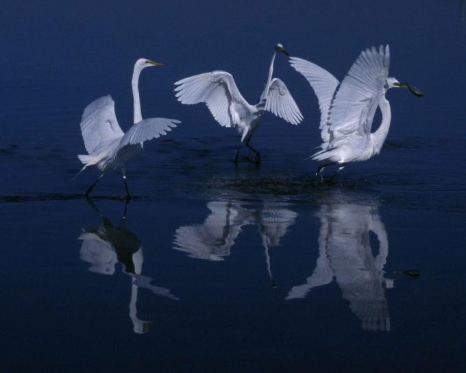 Veľká egrets, voda, súmraku