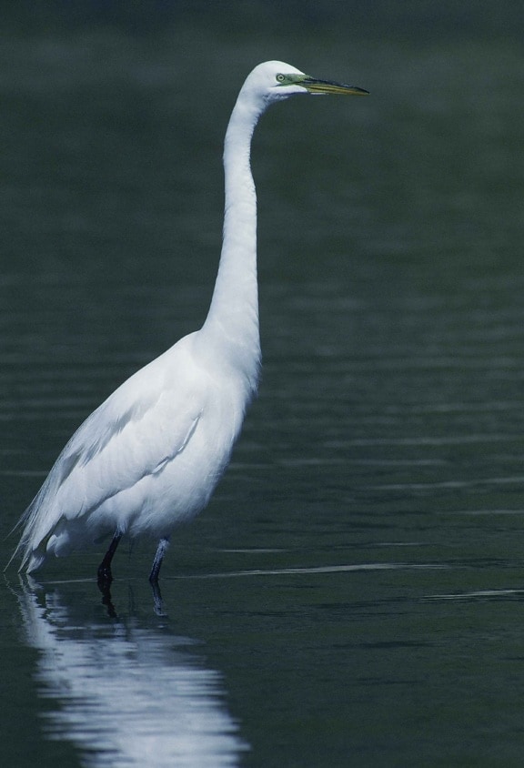 mare, alb, egreta, pasăre, casmerodius albus