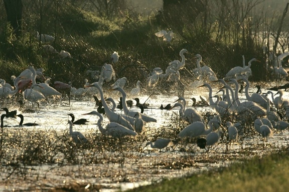 many, water, birds, great egrets, cormorants, refuge, waters