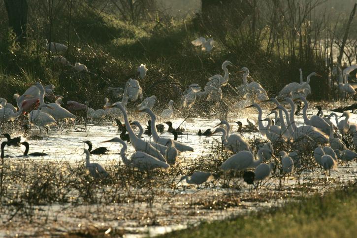 many, water, birds, great egrets, cormorants, refuge, waters
