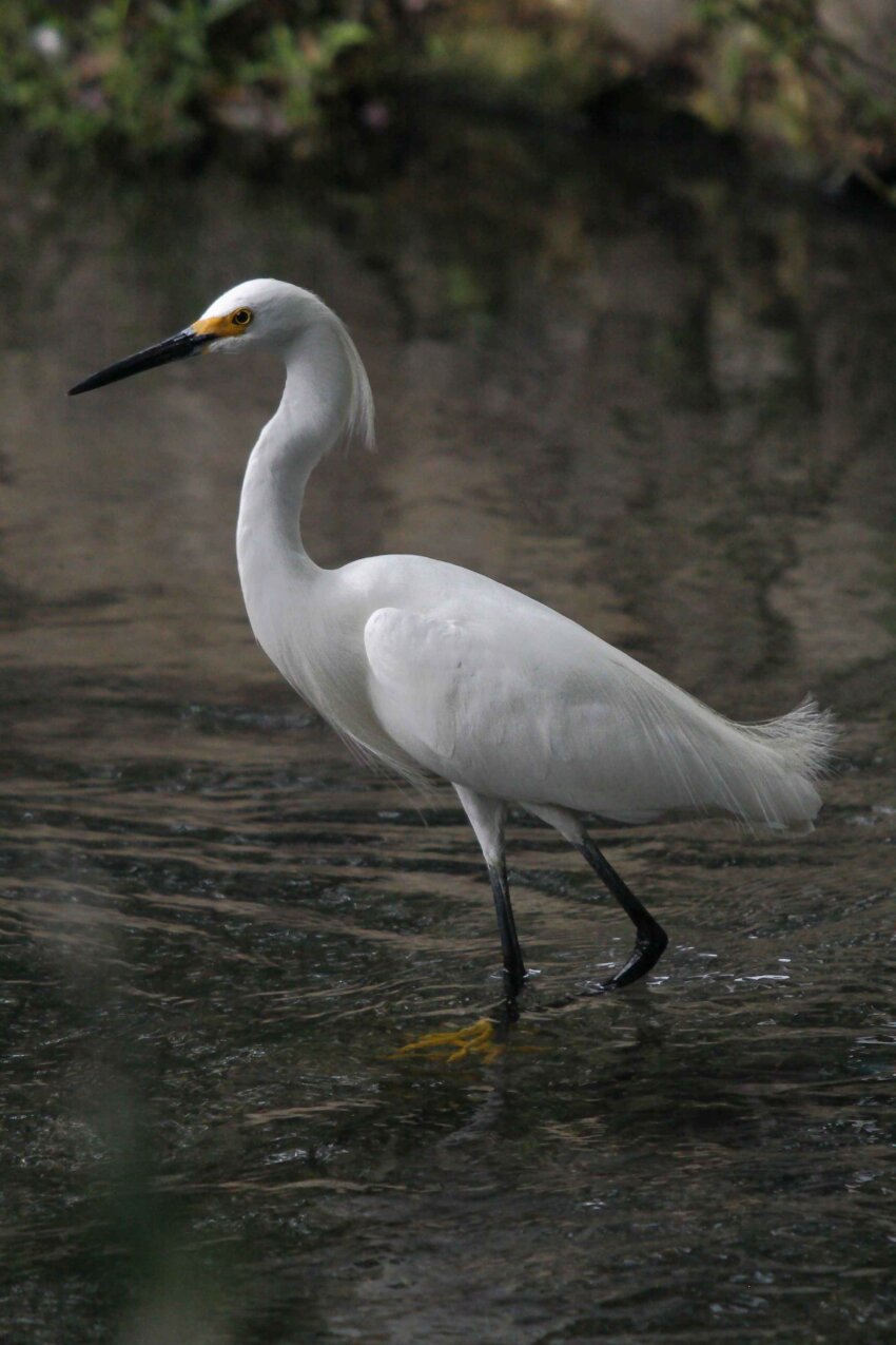 Free picture: snowy, egret, up-close, bird, egretta thula