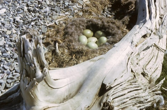eider, nest, eggs