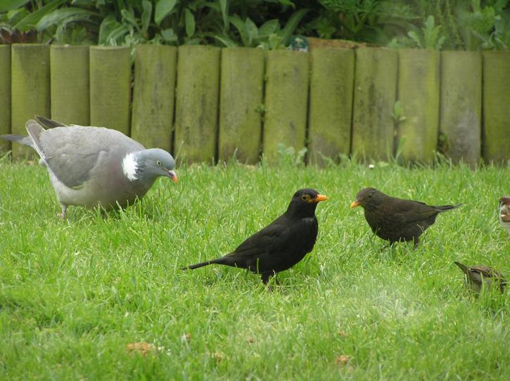 Essex, fugle, fodring