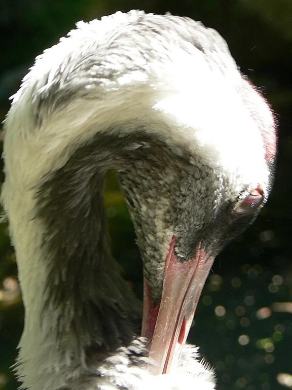 Eurasian crane bird (Grus grus), close-up of head