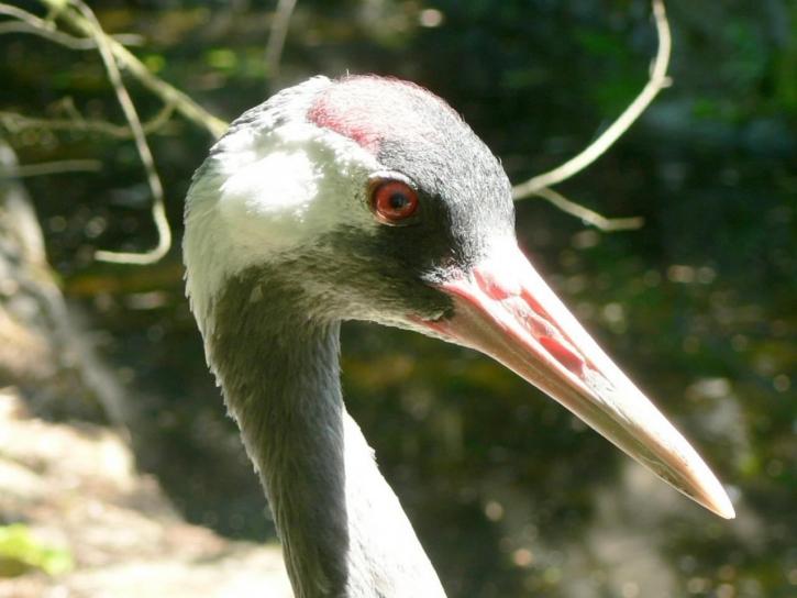 Eurasian crane bird, (Grus grus)