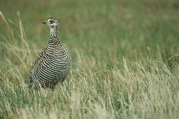 female, greater, prairie, chicken, standing, grass