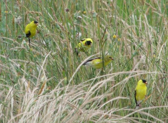 American, goldfinch, carduelis tristis, grass