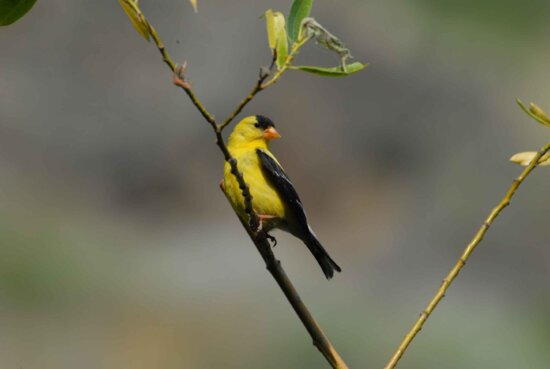 American, goldfinch, branch