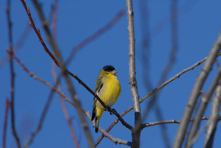 lesser, goldfinch, branch