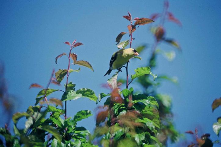 Самець goldfinch птах, самка, psaltria