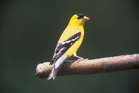 male, goldfinch, tree, branch, carduelis, tristas