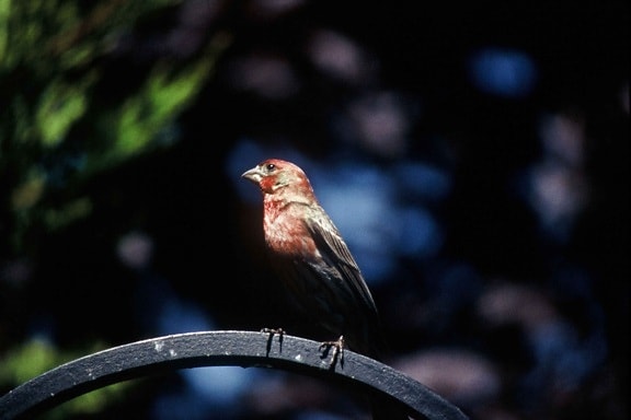 small, red, house, finch, carpodacus cassinii