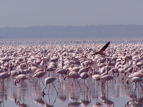 Amerika, Flamingo phoenicopterus ruber