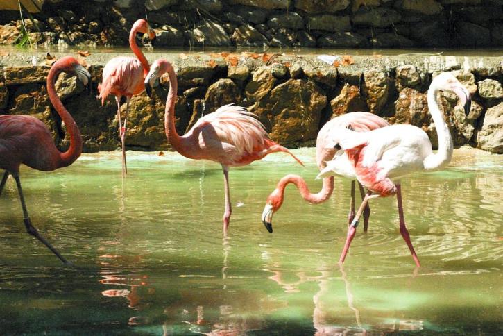 vták, flamingo