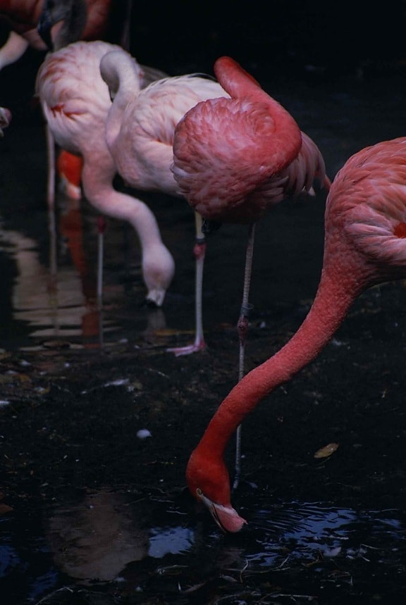 flamingi, ptaki, różowy, phoenicopterus ruber