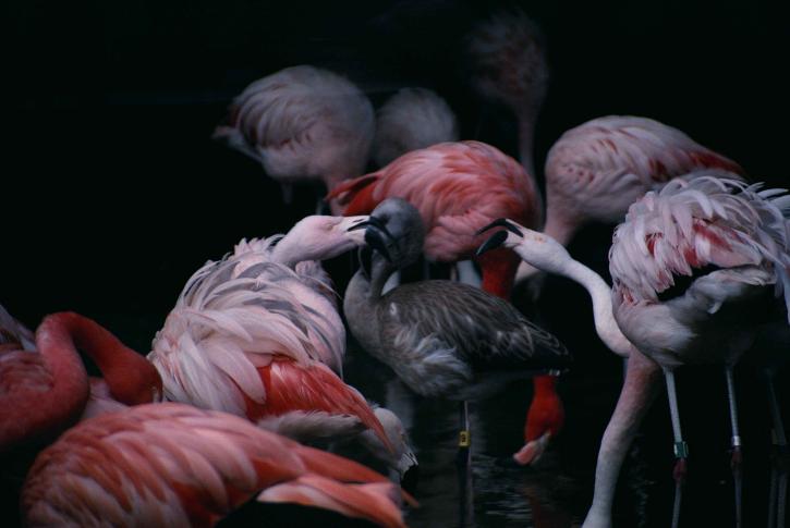 Phoenicopterus ruber, flamingolar, kuşlar