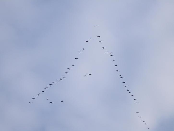 flock, birds, flight