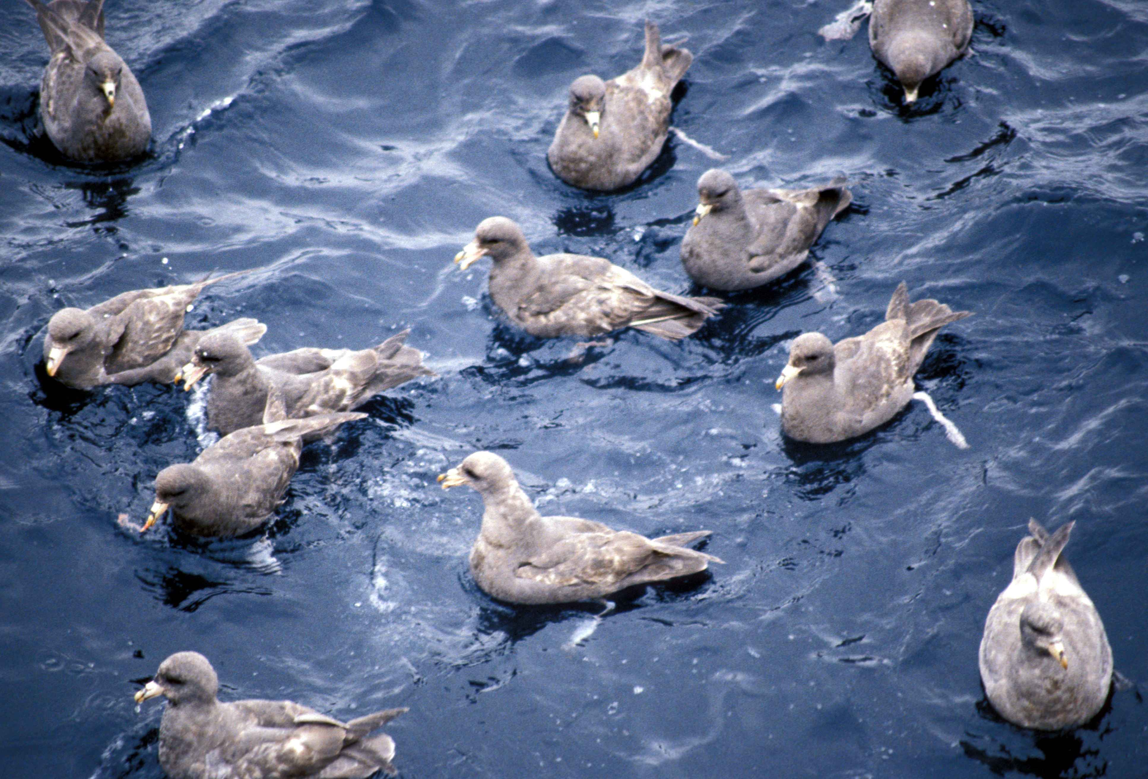 flock-of-northern-fulmar-birds-in-water-fulmaris-galcialis.jpg