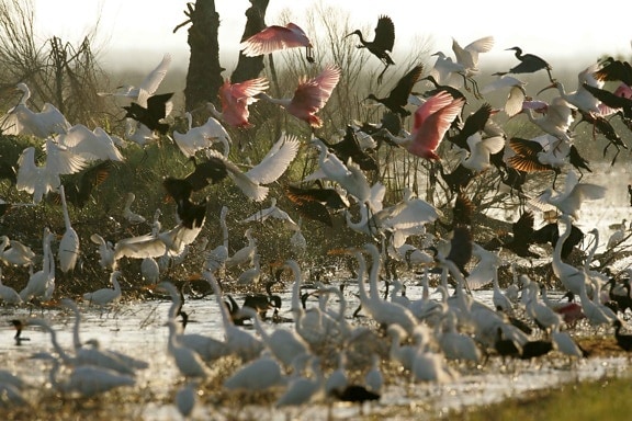 flock, various, water, birds, roseate spoonbills, white ibises, snowy, egrets, great egrets