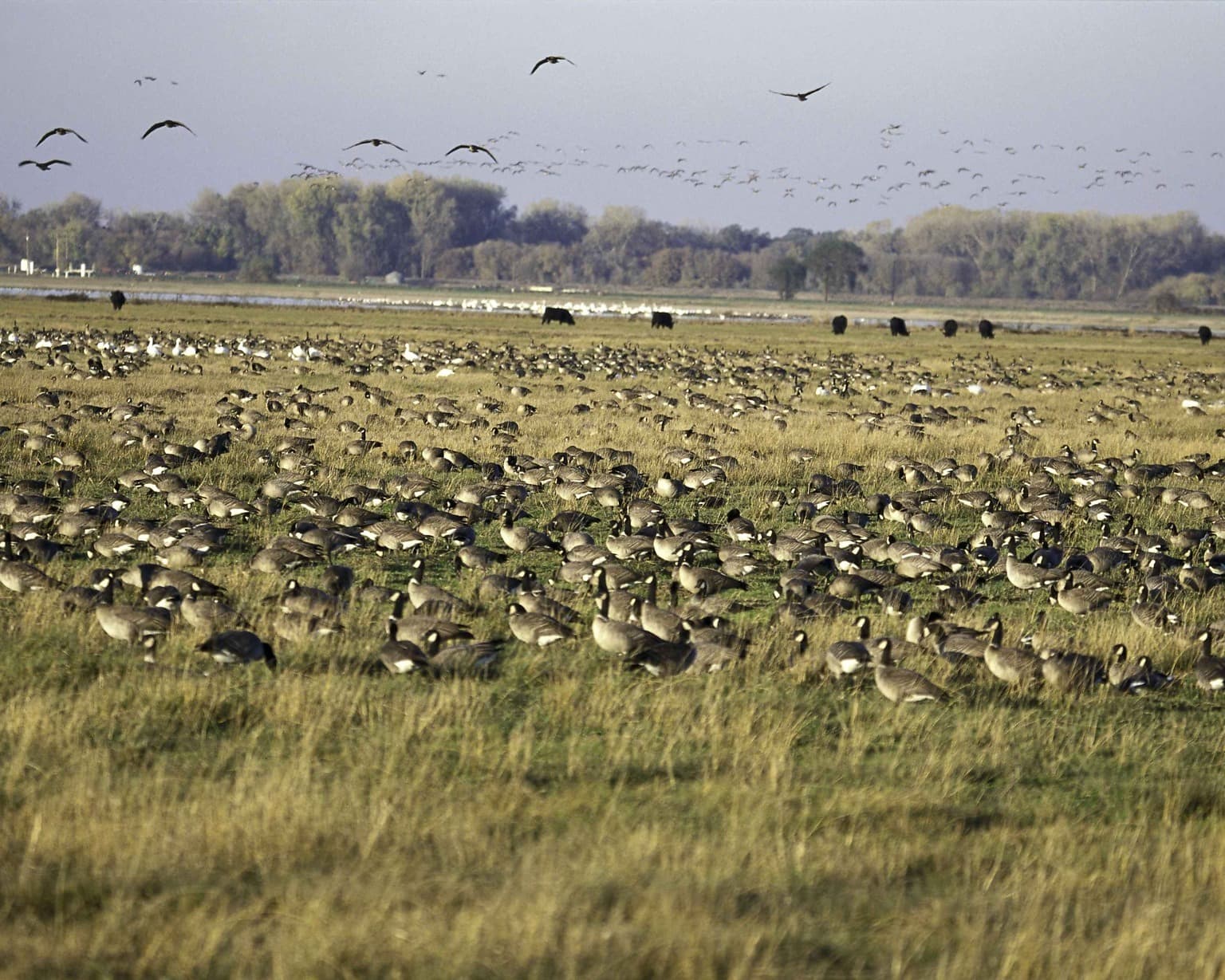 Free picture: flock, waterfowl, birds, marsh, grass