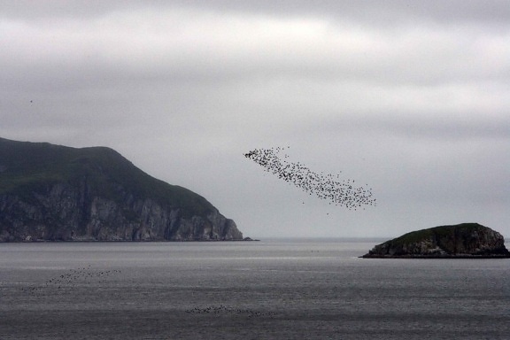 flock, young, auks, birds, flaying, water