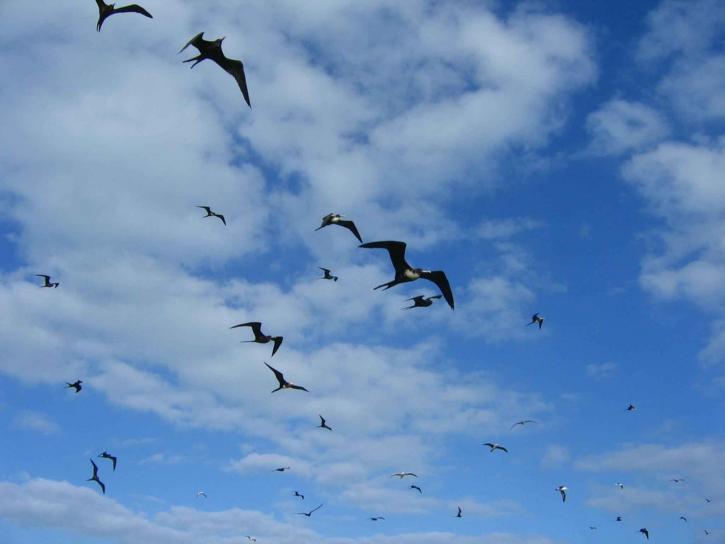 frigatebirds, bay, trên cao