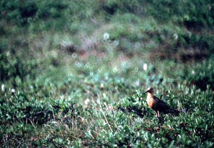 Limosa lapponica, thanh, đuôi, godwit, chim