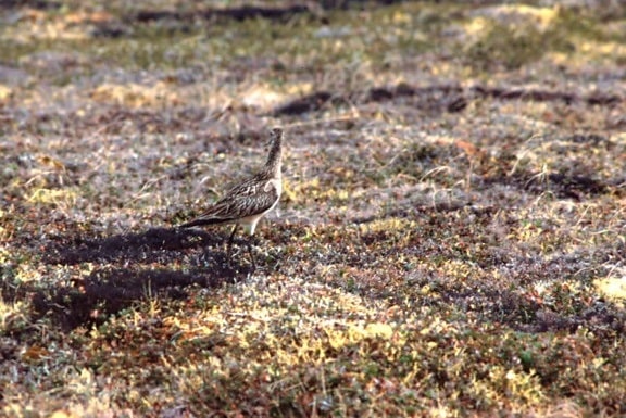 Limosa lapponica, bar, đuôi, godwit, mặt đất, chim