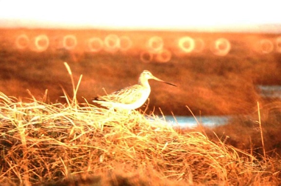 Limosa lapponica, pták, západ slunce