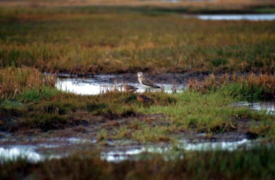 two, bar, tailed, godwits, swamp, water, limosa lapponica