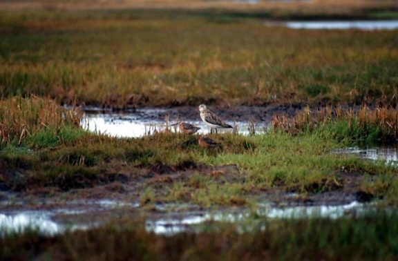 two, bar, tailed, godwits, swamp, water, limosa lapponica