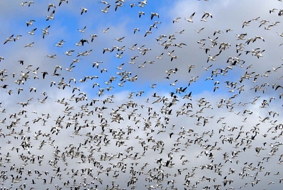 flock, geese, migration