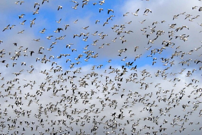 free-picture-flock-geese-migration