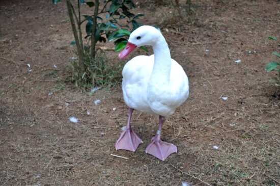 velké, domácí bílá kachna