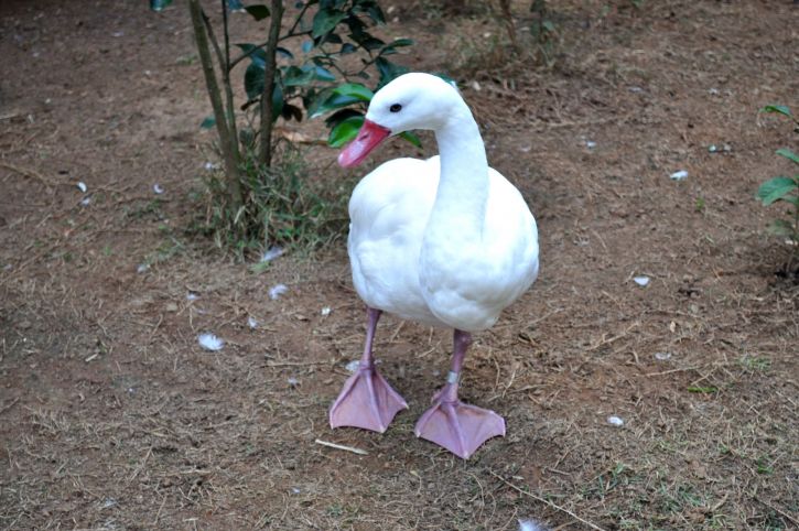 big, domestic white duck