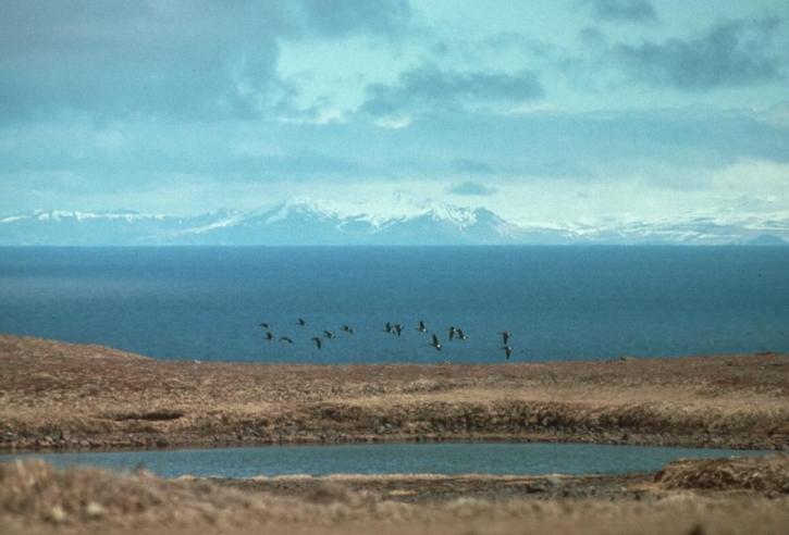 Aleutian, cackling, κοπάδι χήνες, που φέρουν, υδροβιότοπος